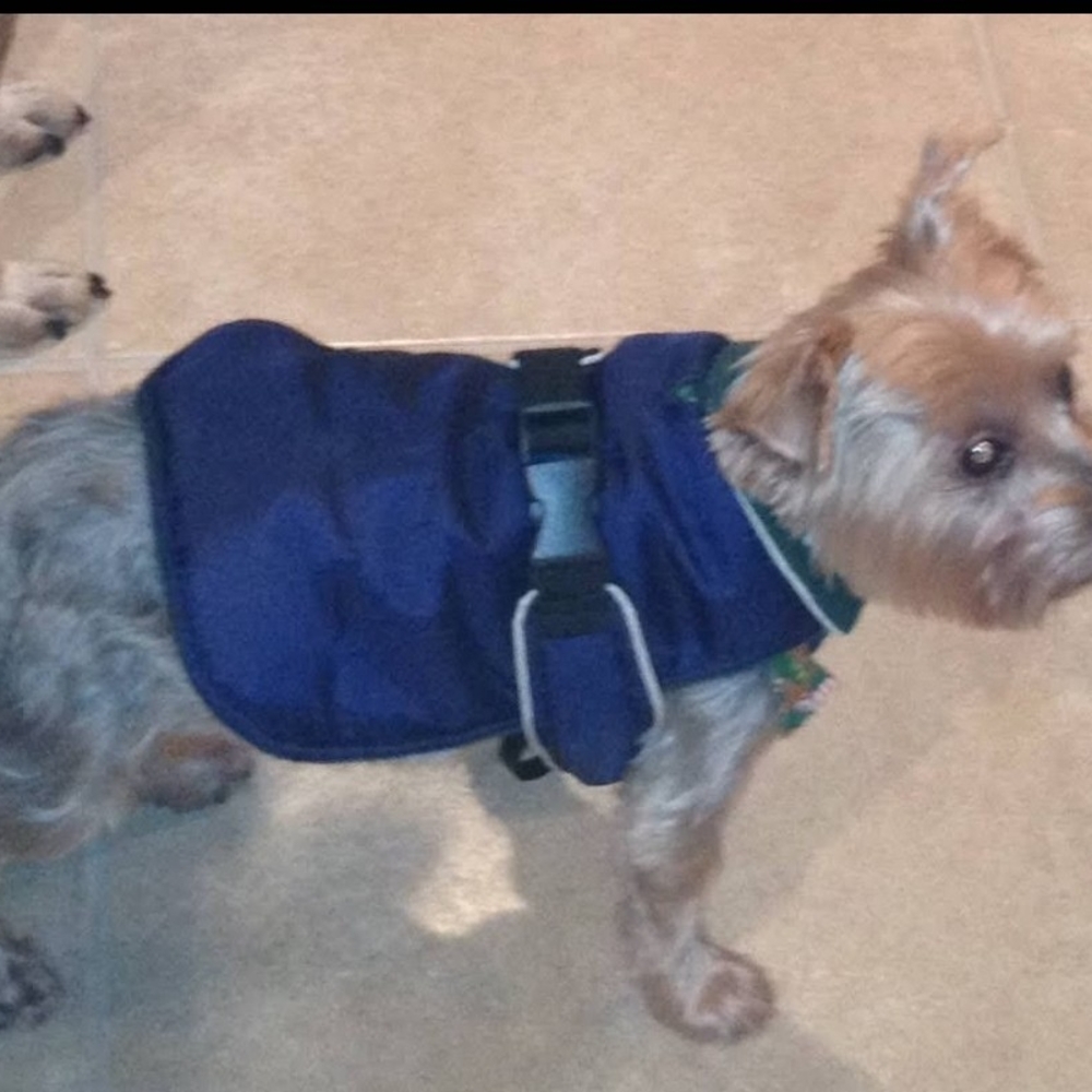 Dog Blue Vest